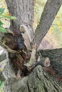 Rozkład w centrum rozwidlenia