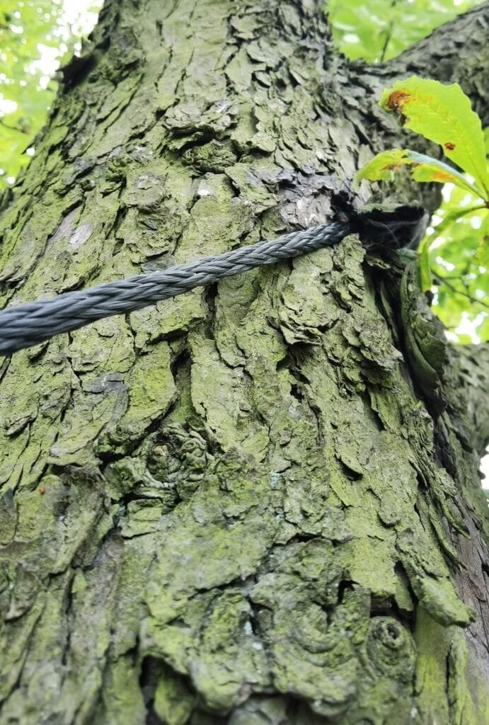 Brak rękawa ochronnego i brak regulacji skutkujący uszkadzaniem drzewa