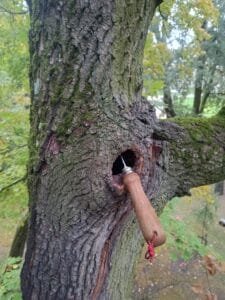 Badanie dziupli sondą